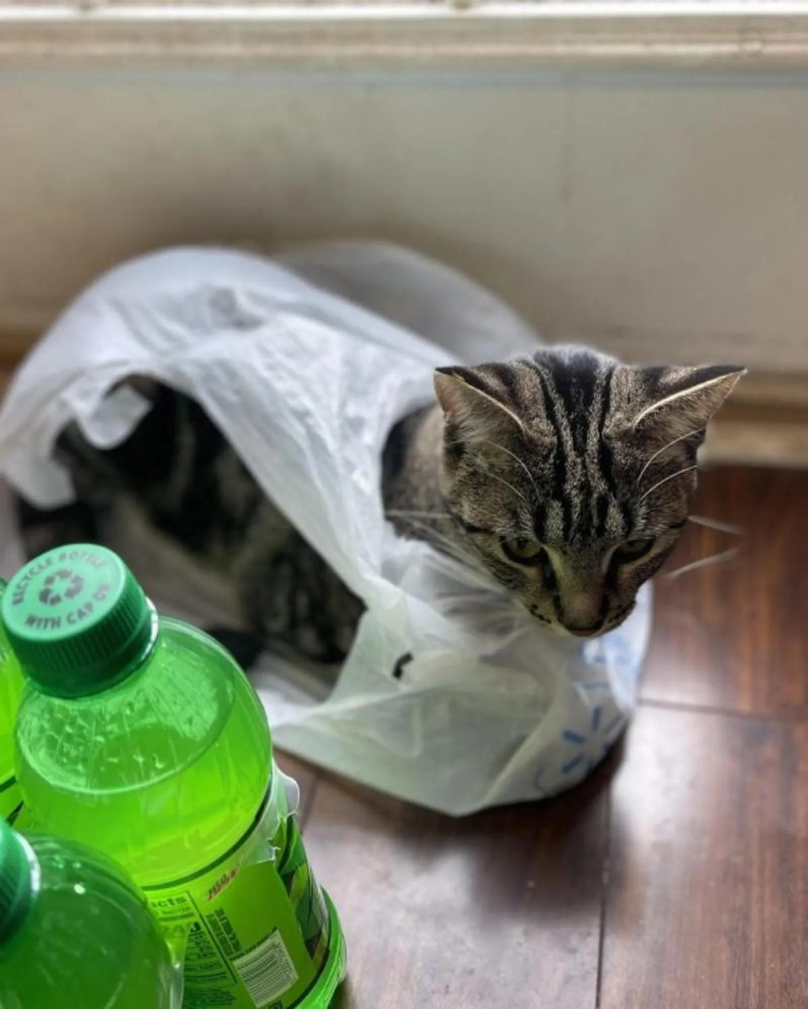 15 Foto Lucu Kucing Bermain Kantong Plastik, Siap Bikin Kamu Gregetan