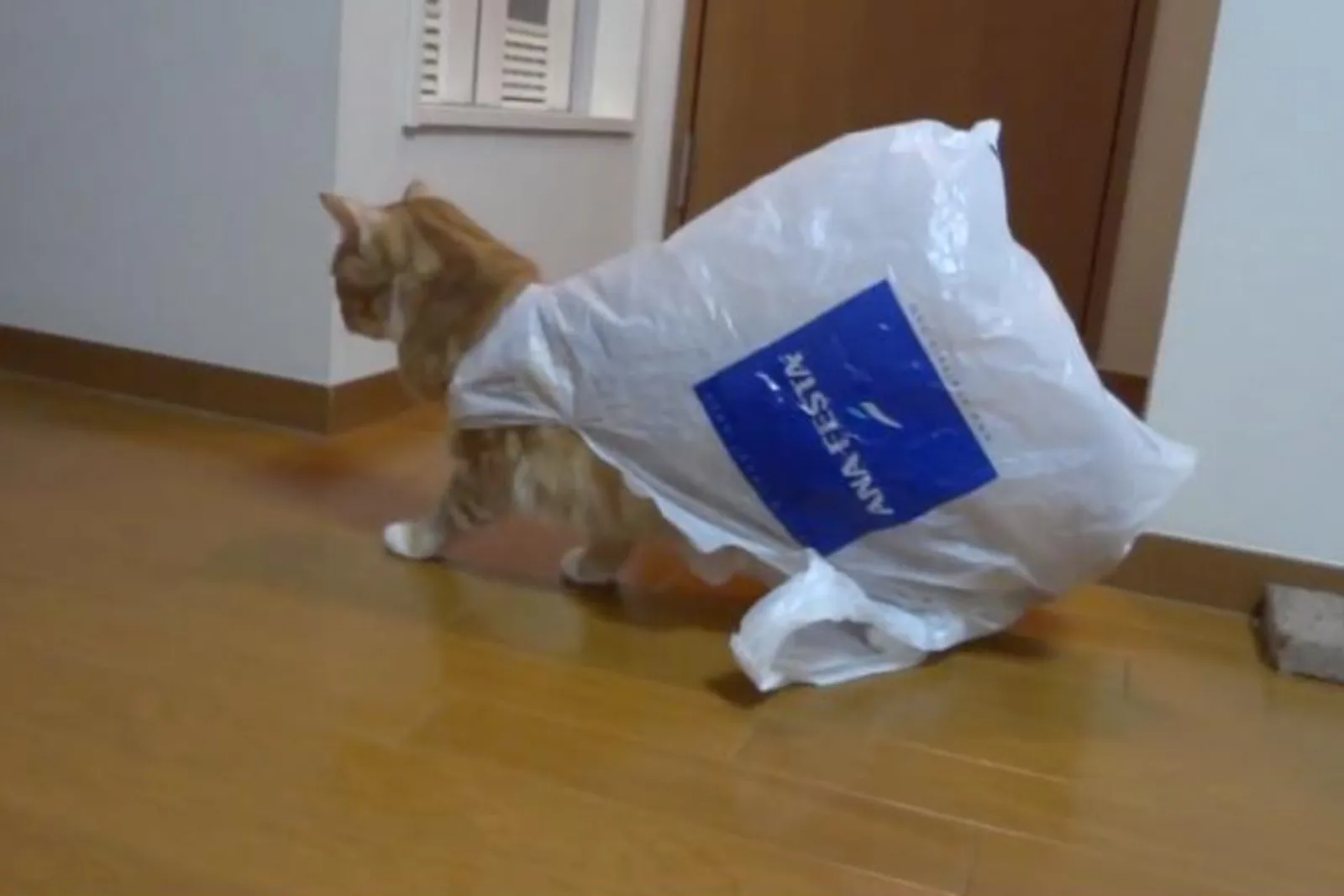 15 Foto Lucu Kucing Bermain Kantong Plastik, Siap Bikin Kamu Gregetan