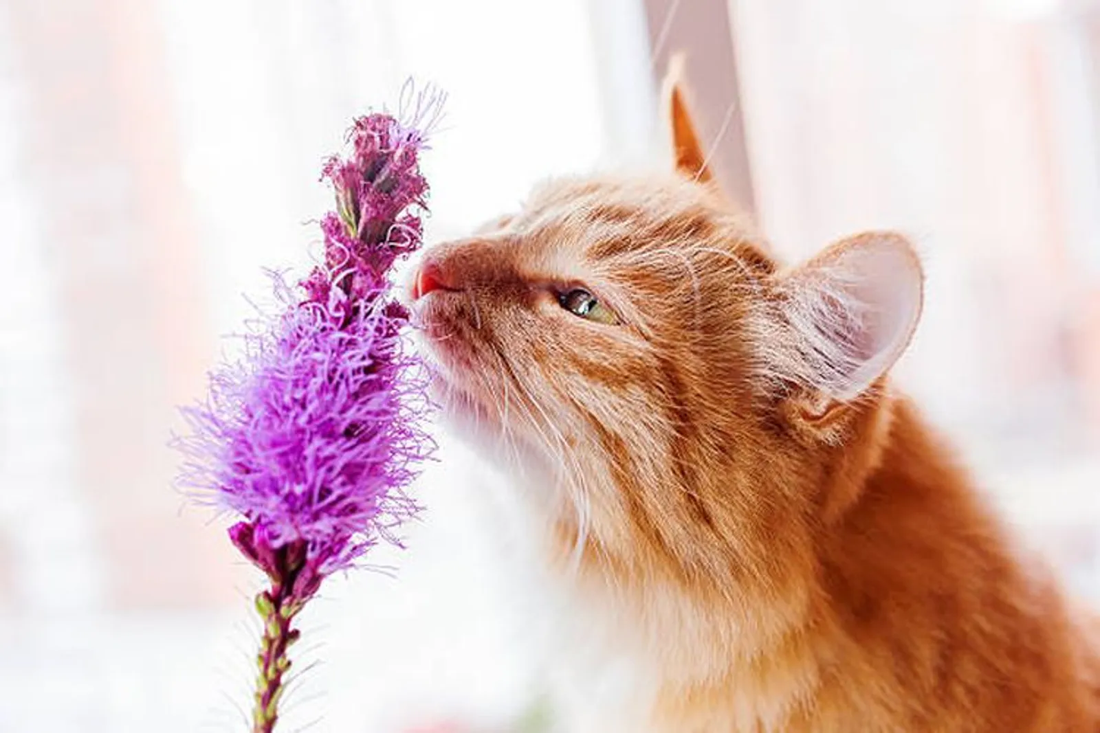 Menusuk Penciuman, 8 Aroma Ini Sangat Dibenci oleh Kucing