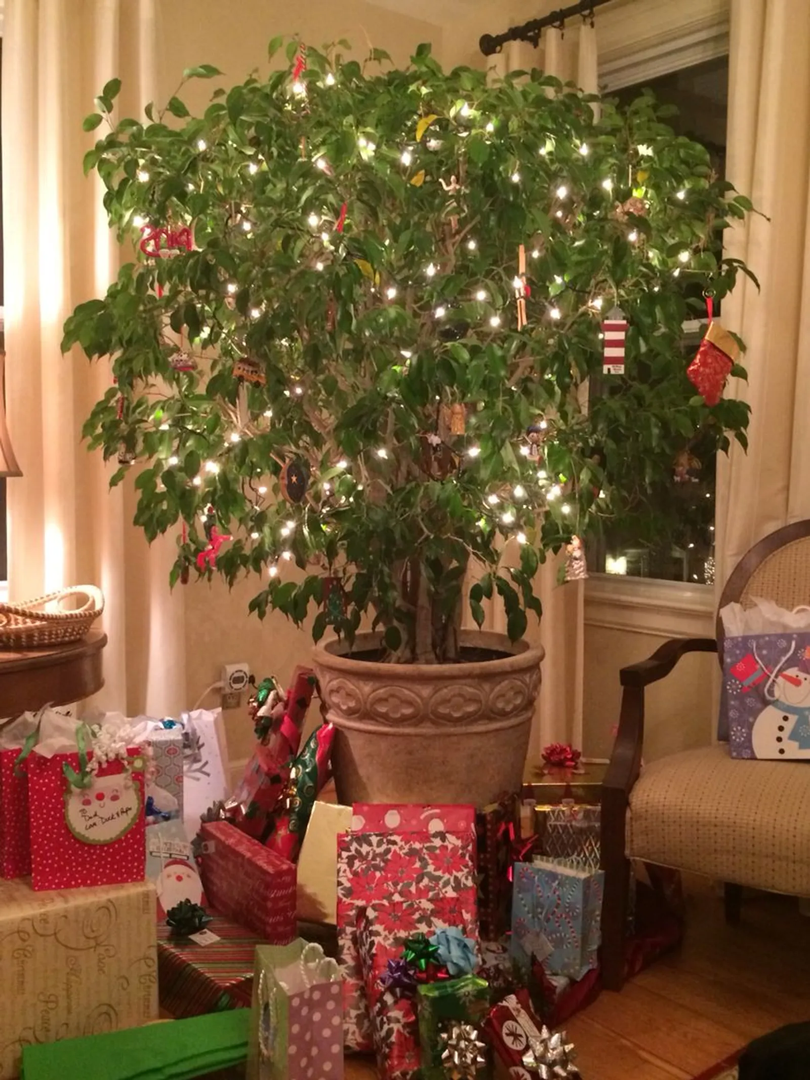 7 Tanaman Hias Ini Dapat Menjadi Pengganti Pohon Natal Cemara, Mirip!