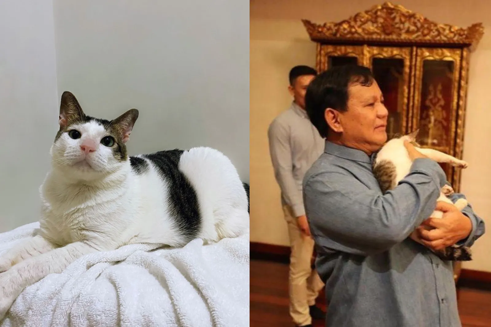 12 Momen Kebersamaan Prabowo & Bobby Si Kucing Kesayangan