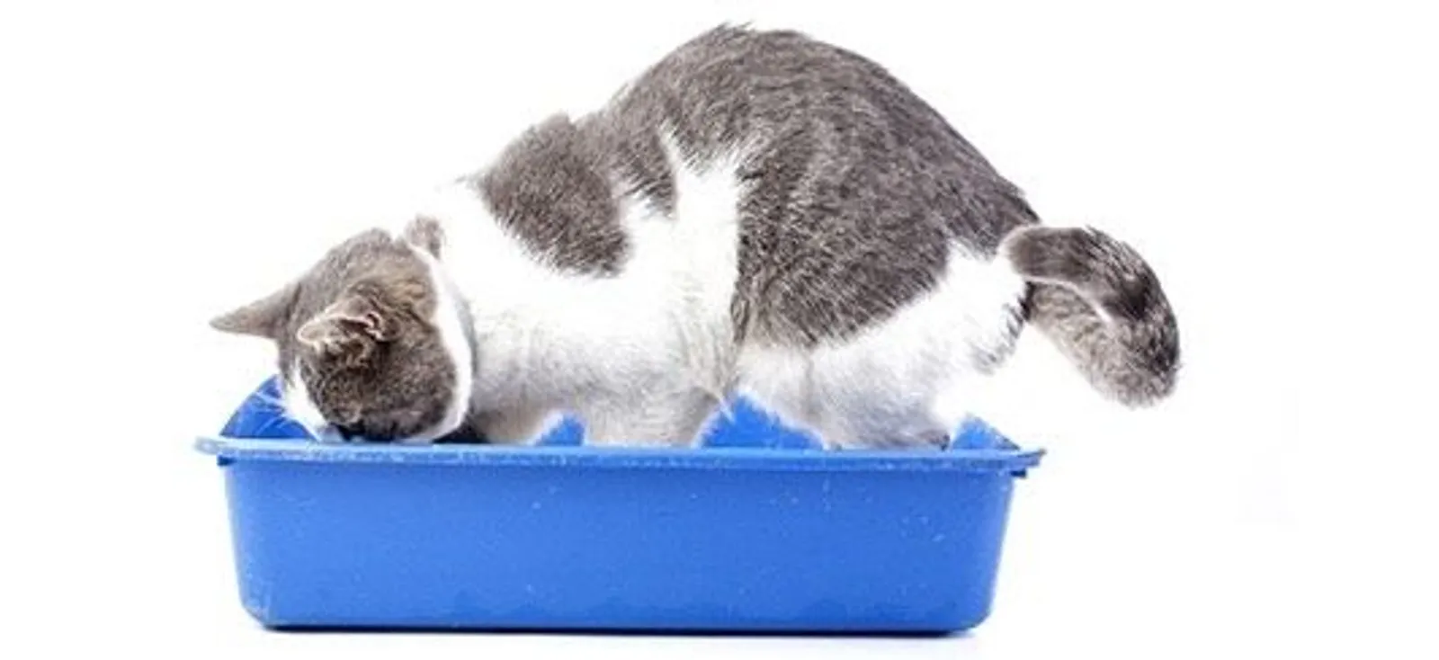 7 Tips Agar Kotak Pasir Kucing Tidak Bau, Rumah Terasa Nyaman, Deh!