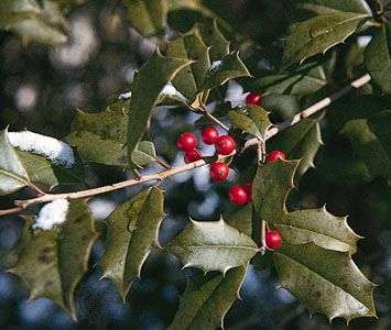 Sejarah Kenapa Natal Identik Dengan Warna Merah Dan Hijau