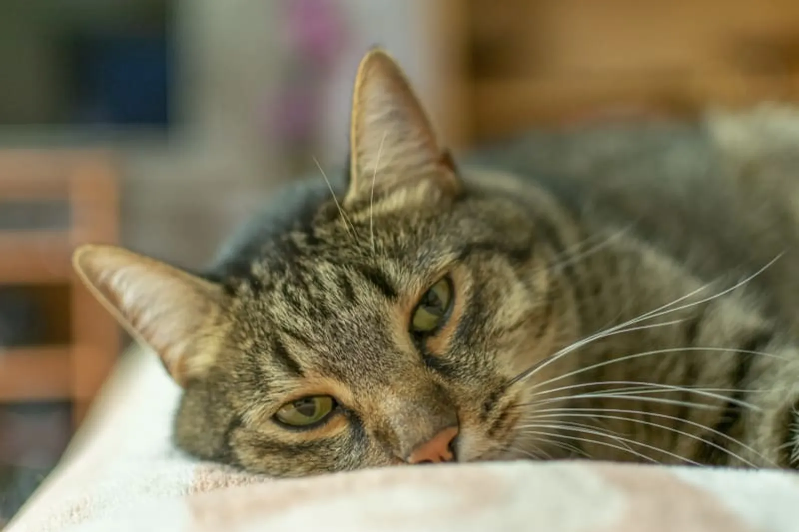 Apakah Kucing Keracunan Bisa Sembuh Sendiri? Cek Jawabannya di Sini!