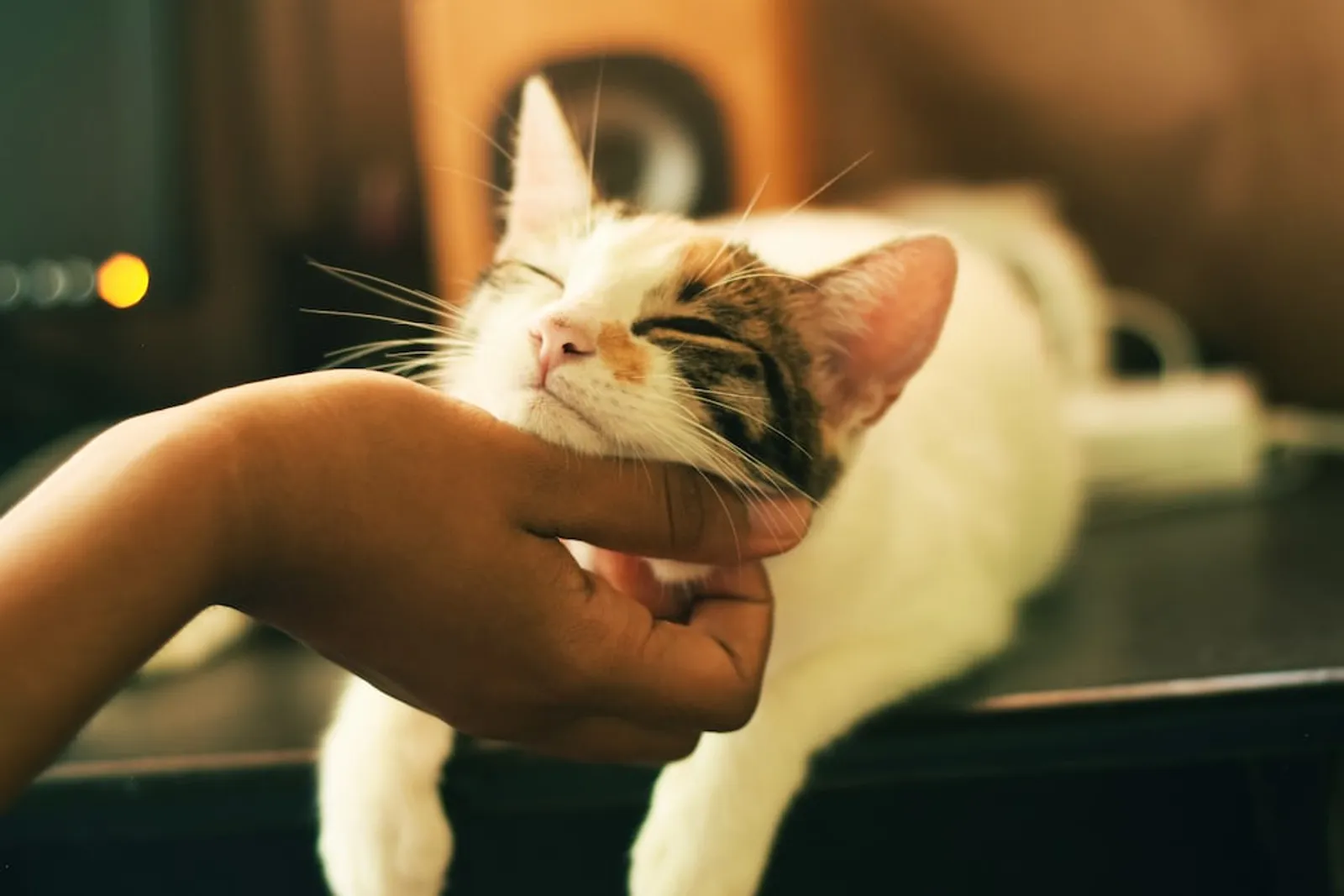 50+ Rekomendasi Nama Kucing Jepang Huruf A-J, Unik dan Anti Mainstream