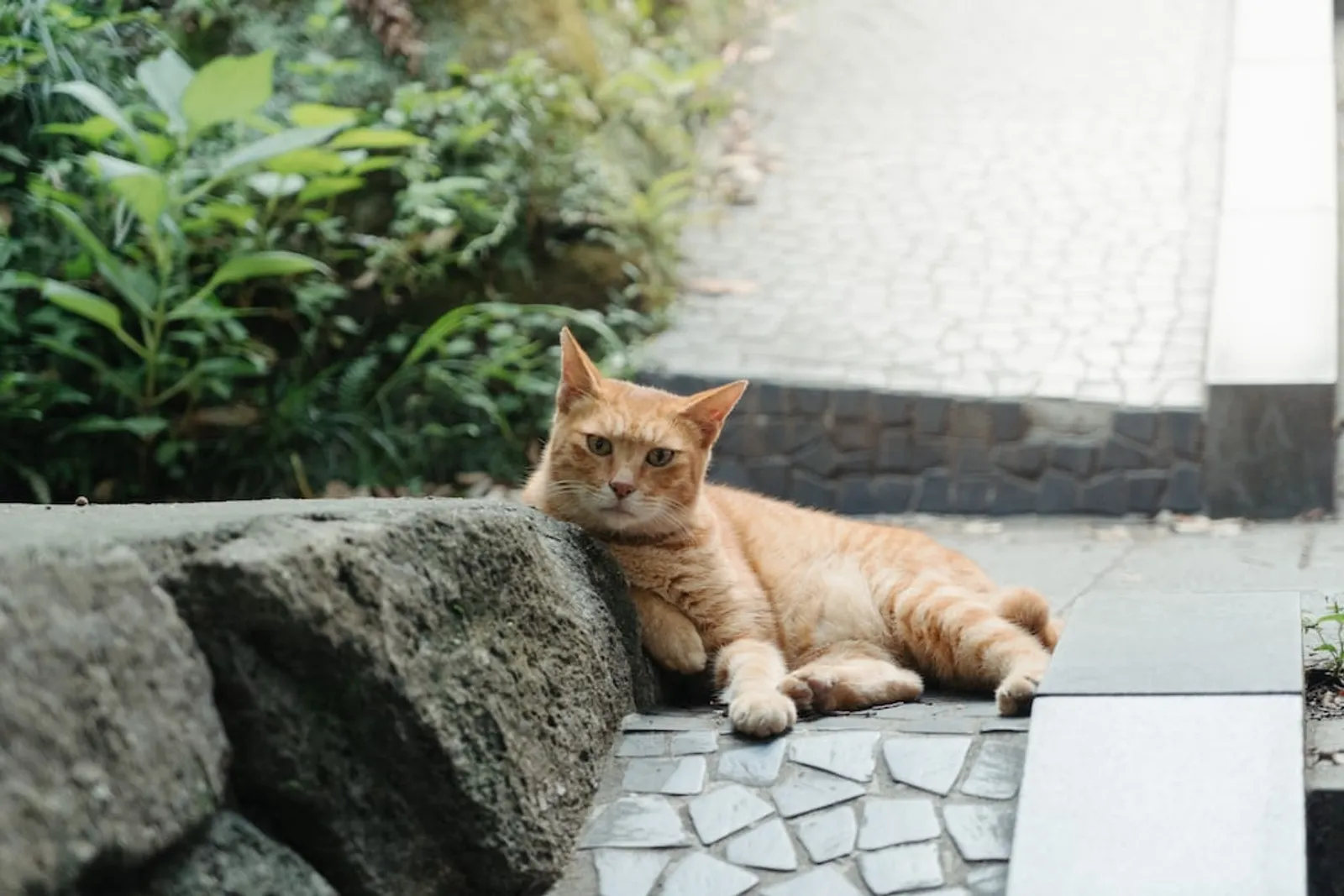 50 Nama Kucing Jepang Awalan K-T, Keren dan Sarat Makna