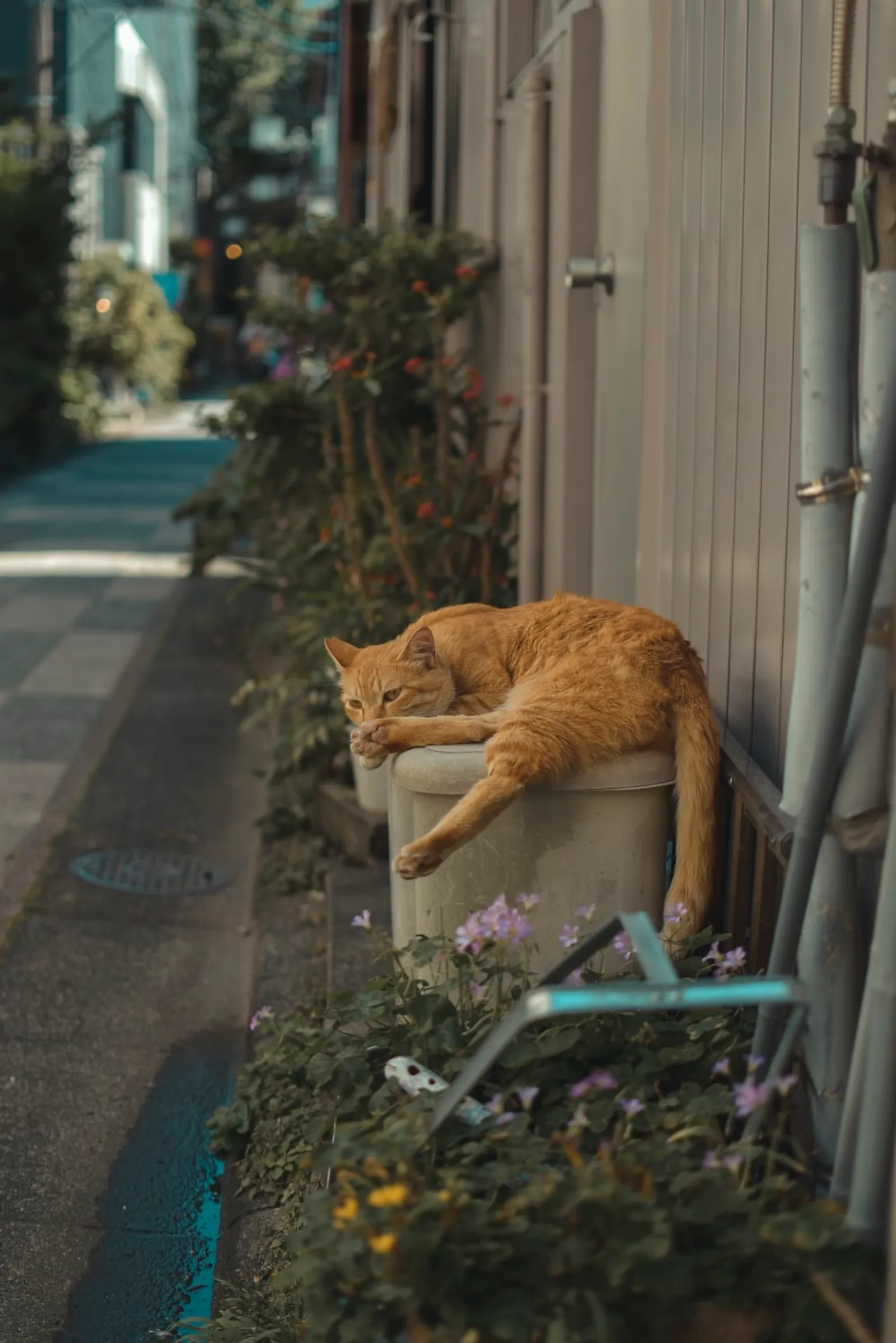 50 Nama Kucing Jepang Awalan K-T, Keren dan Sarat Makna
