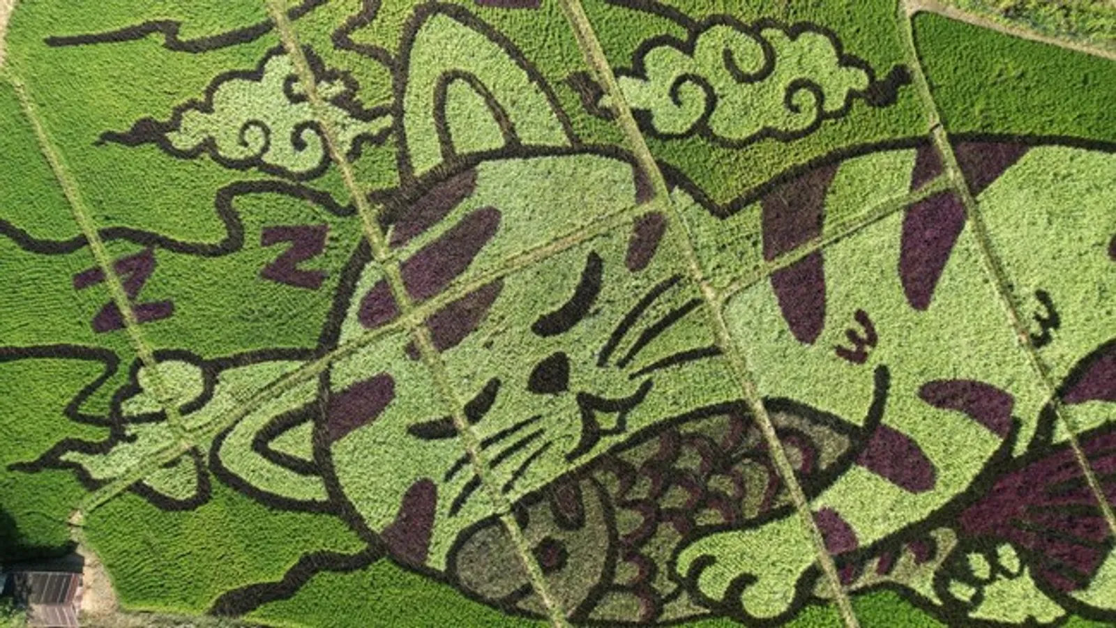 Di Thailand, Ada Lukisan Kucing Raksasa di Atas Ladang Sawah