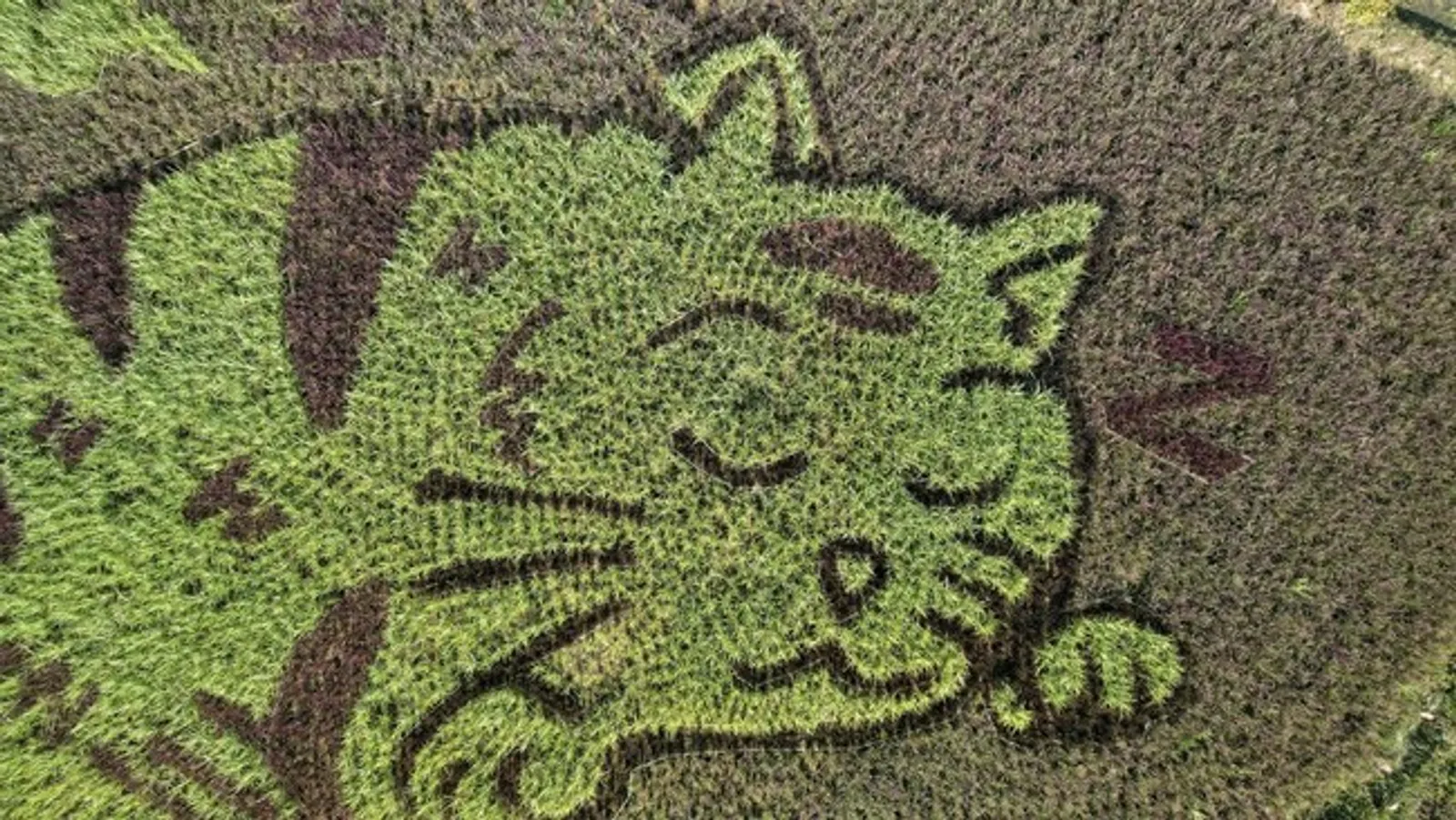 Di Thailand, Ada Lukisan Kucing Raksasa di Atas Ladang Sawah