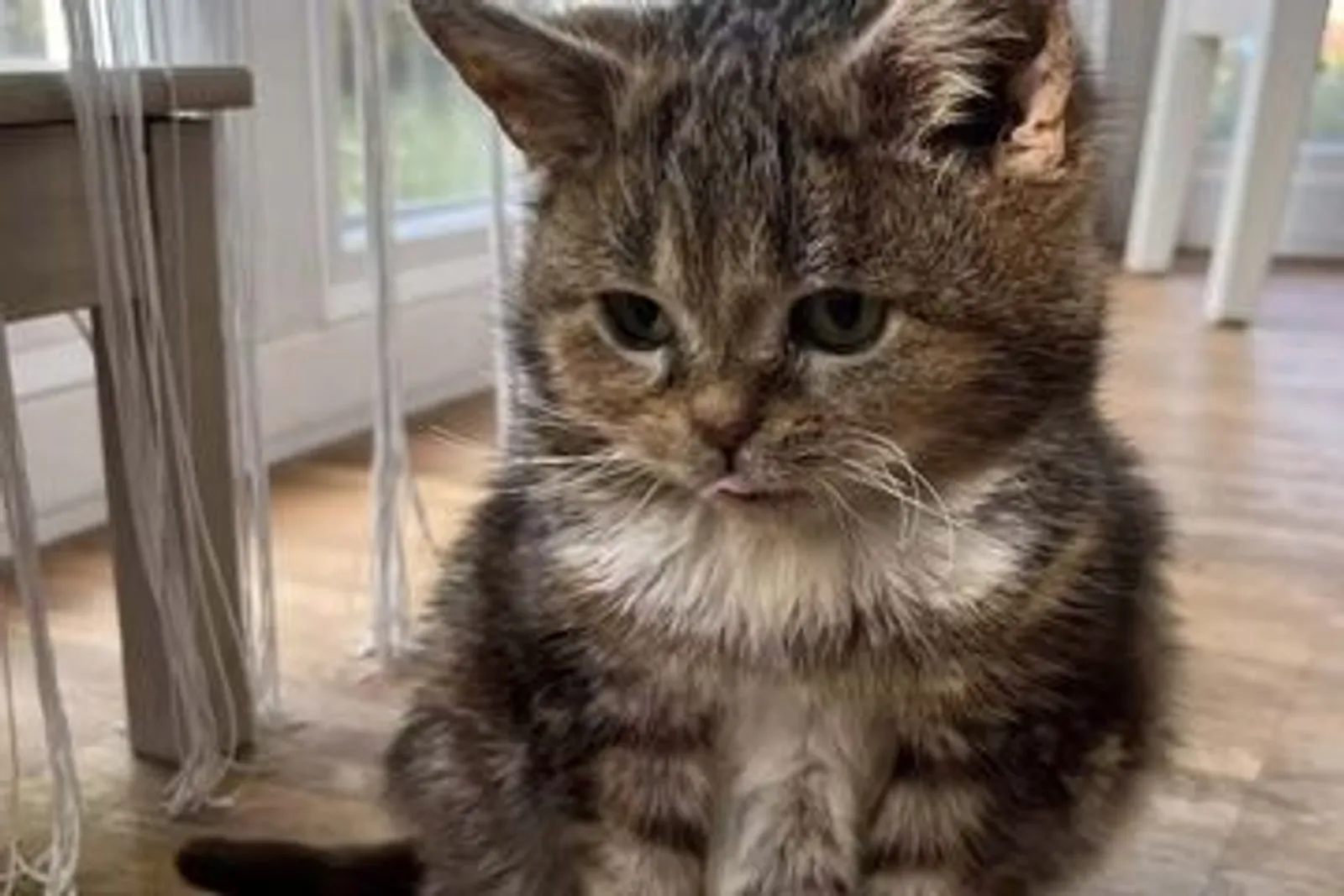 Viral di Medsos, Inilah Francis Si Kucing Kerdil Pengidap Dwarfisme