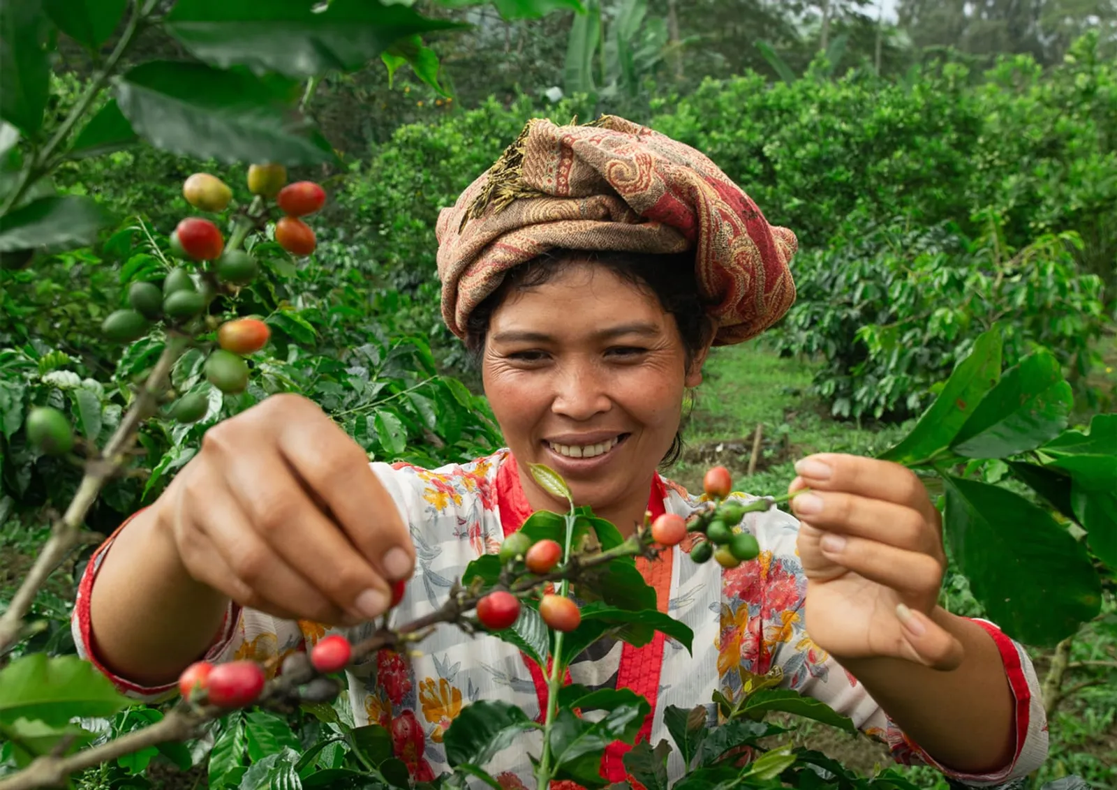 TOMORO COFFEE Bawa Biji Kopi Lokal ke Kancah Internasional 