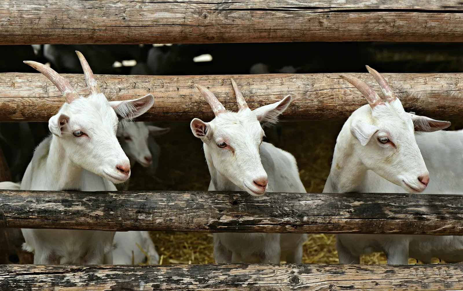 Tak Cuma Sapi, 7 Hewan Ini Juga Menghasilkan Susu yang Bisa Diminum