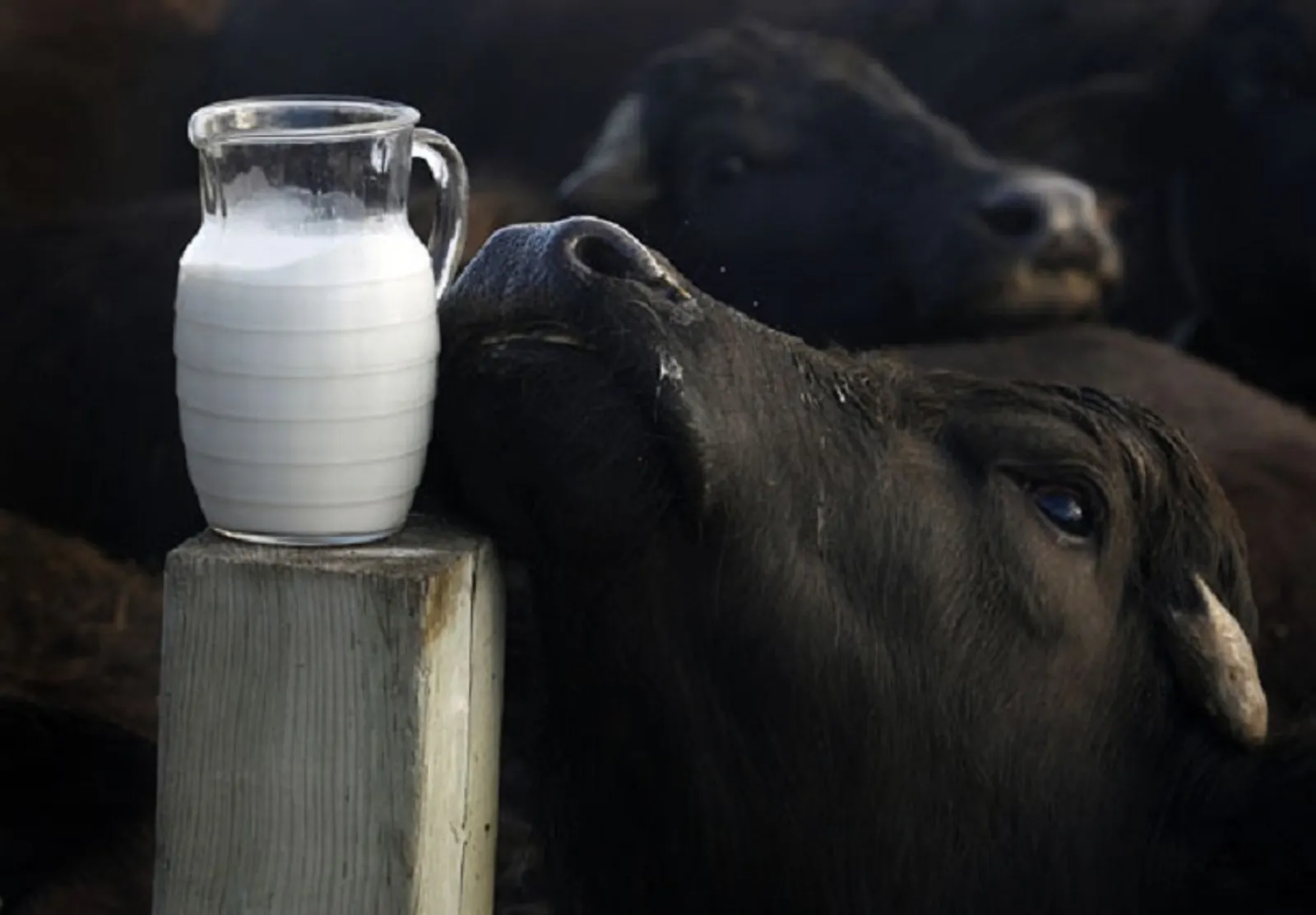 Tak Cuma Sapi, 7 Hewan Ini Juga Menghasilkan Susu yang Bisa Diminum