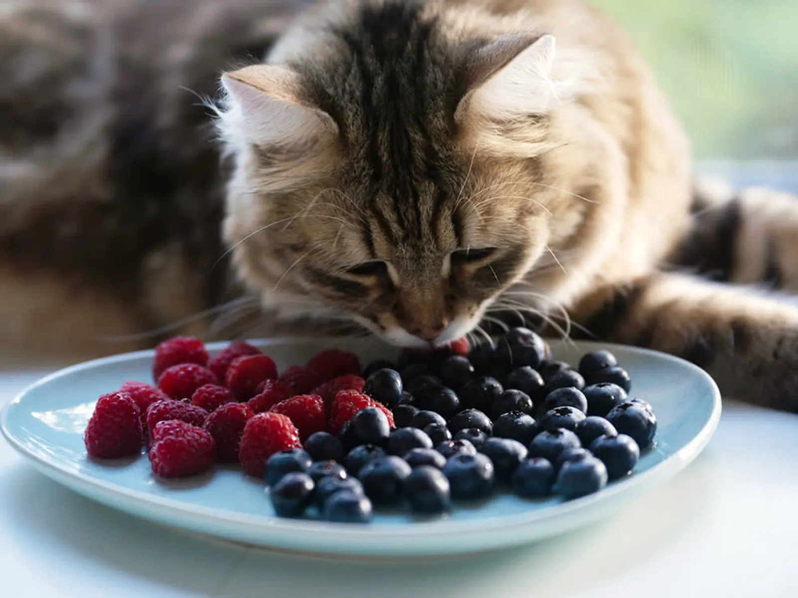 Merupakan Hewan Karnivora, Bolehkah Kucing Makan Buah?