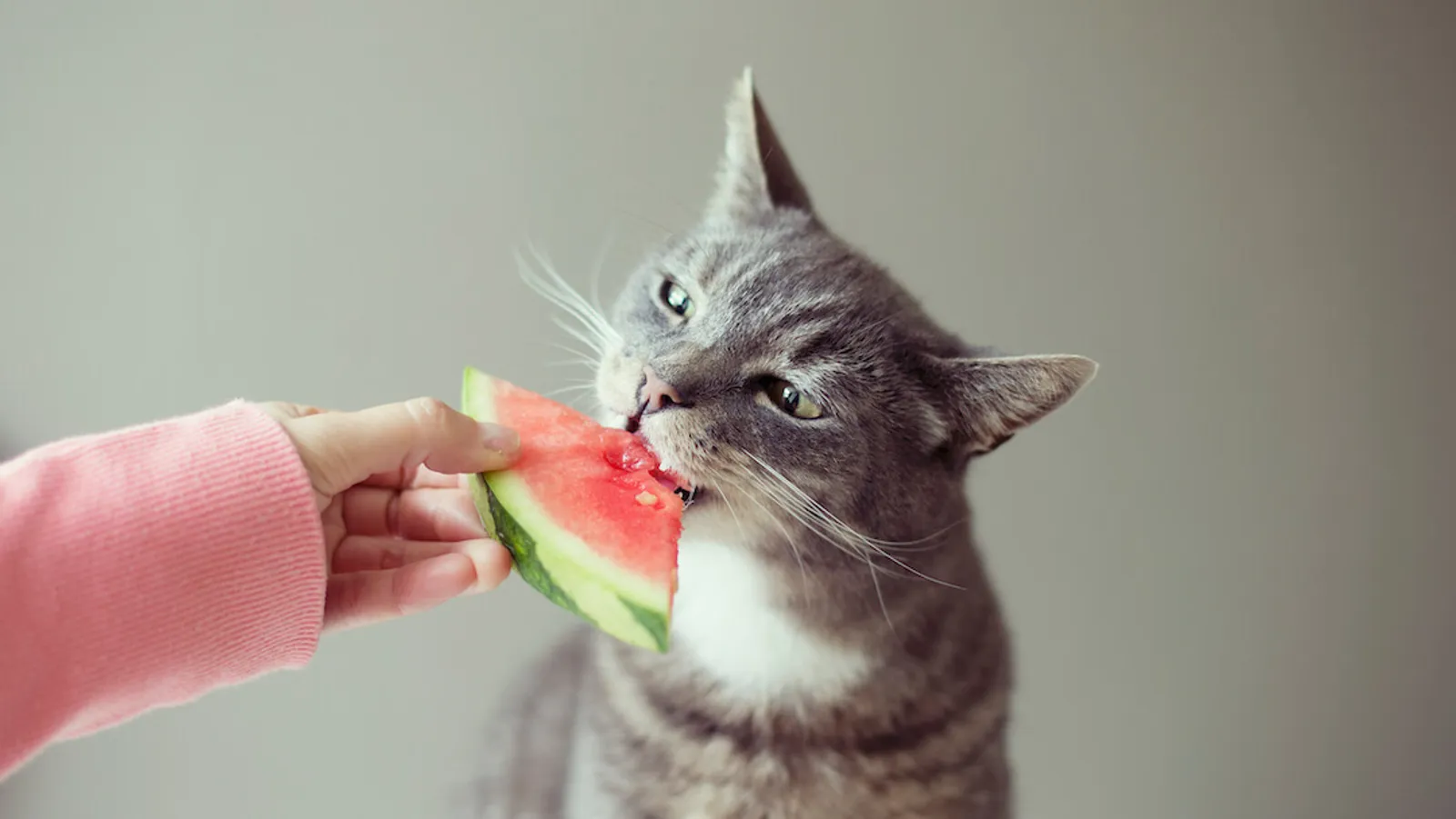 Merupakan Hewan Karnivora, Bolehkah Kucing Makan Buah?