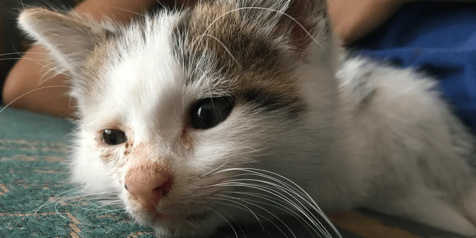 7 Penyebab Kucing Bersin-Bersin, Bisa Jadi Alergi Hingga Virus