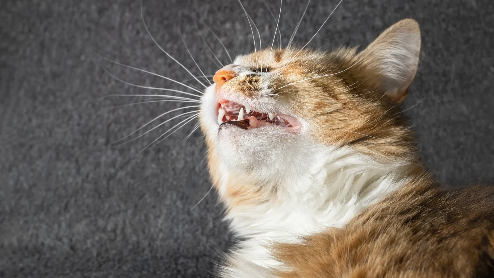 7 Penyebab Kucing Bersin-Bersin, Bisa Jadi Alergi Hingga Virus