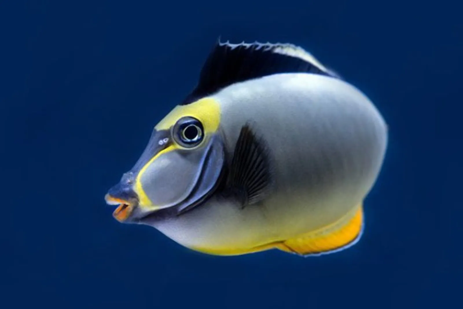 10 Hewan dengan Nama Terpanjang, Ada Ikan Humuhumunukunukuapua'a