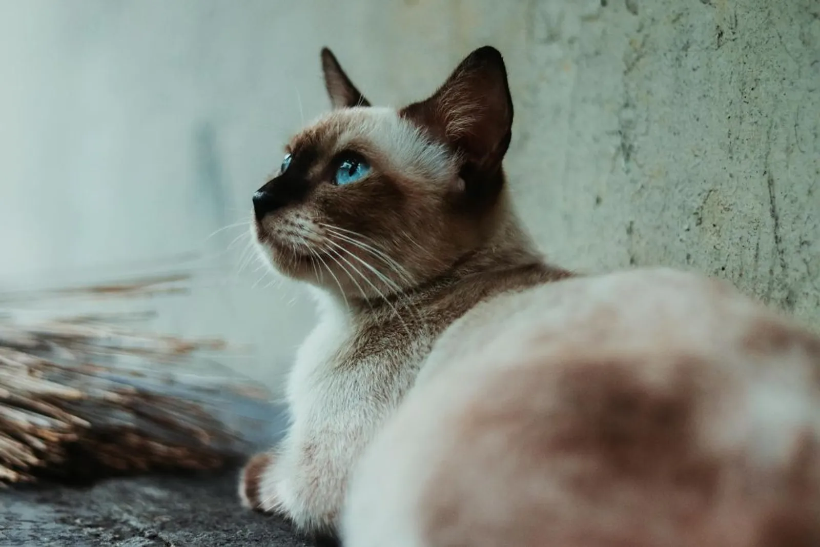 Perbedaan Kucing Siam dan Himalaya yang Mirip, Apa Saja?