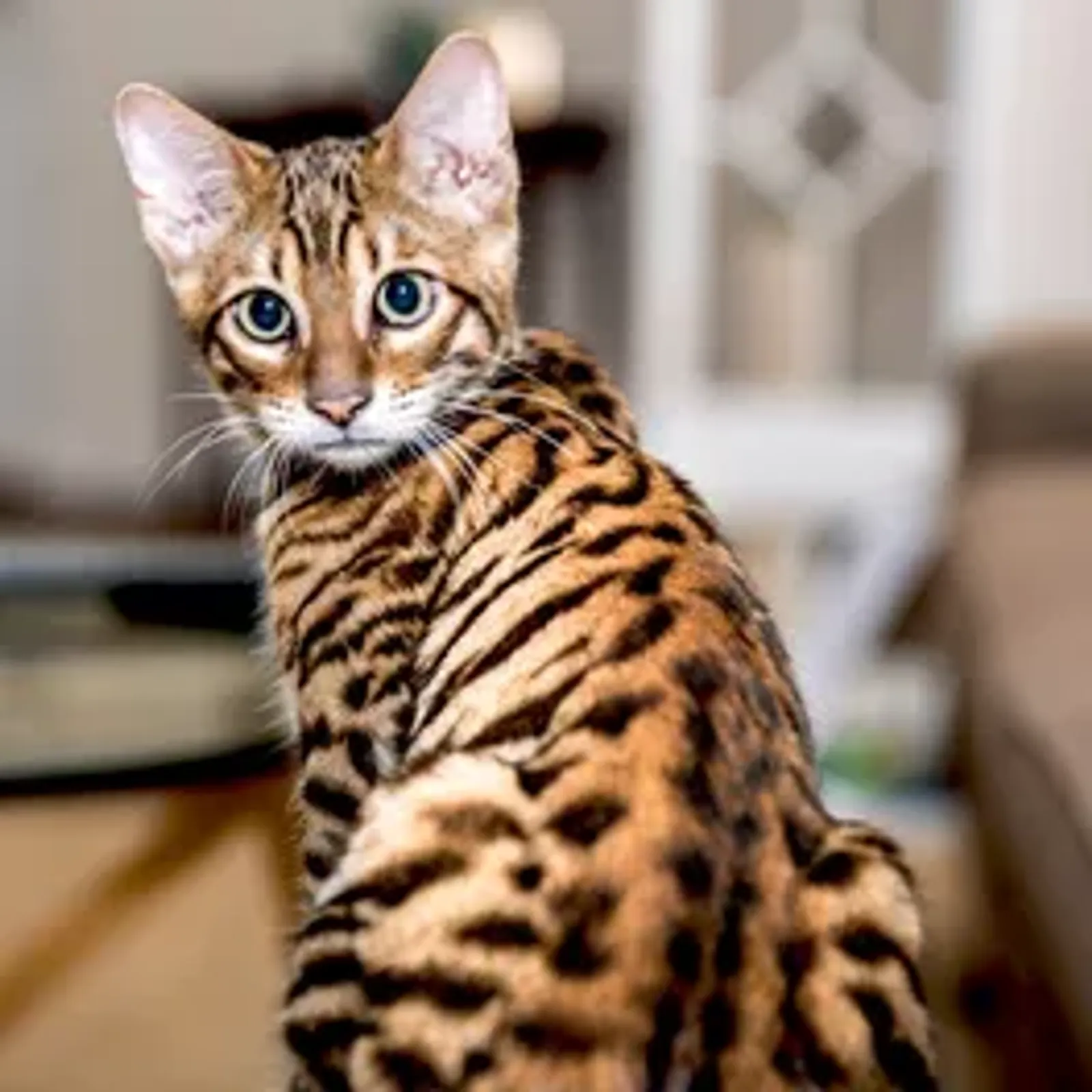 10 Fakta Kucing Toyger yang Punya Penampilan Mirip Harimau