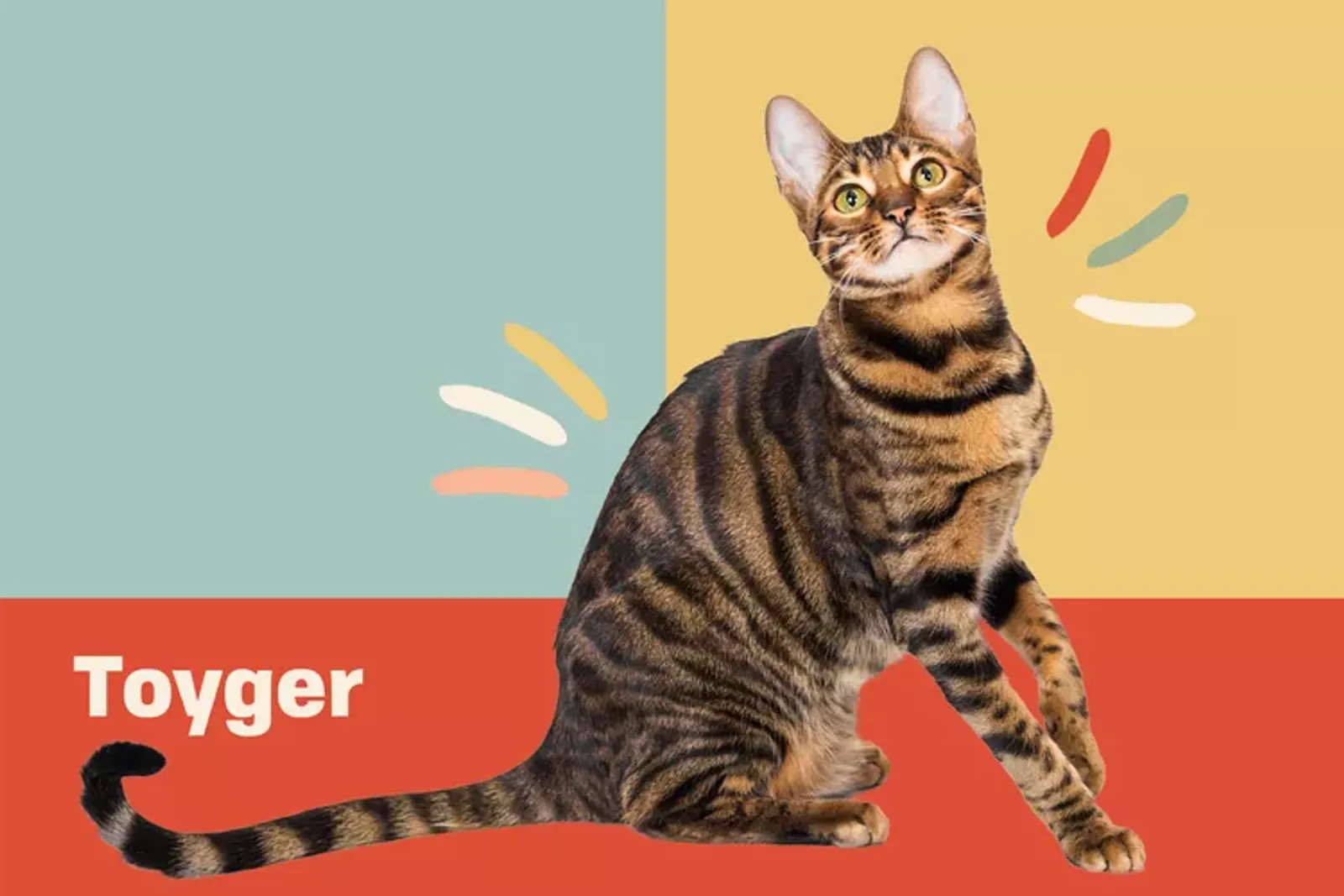 10 Fakta Kucing Toyger yang Punya Penampilan Mirip Harimau