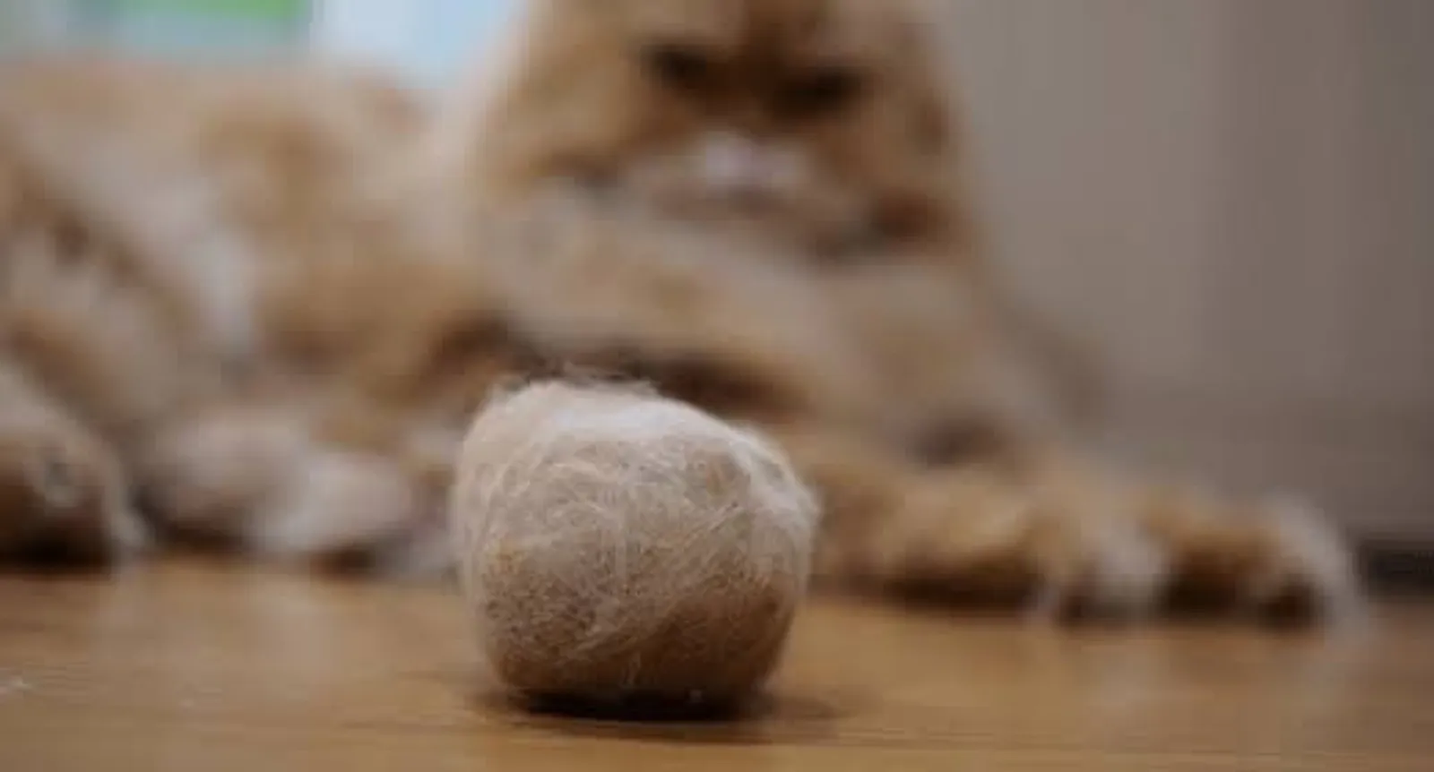 7 Bahaya Hairball Bagi Kucing, Pemilik Anabul Harus Waspada!