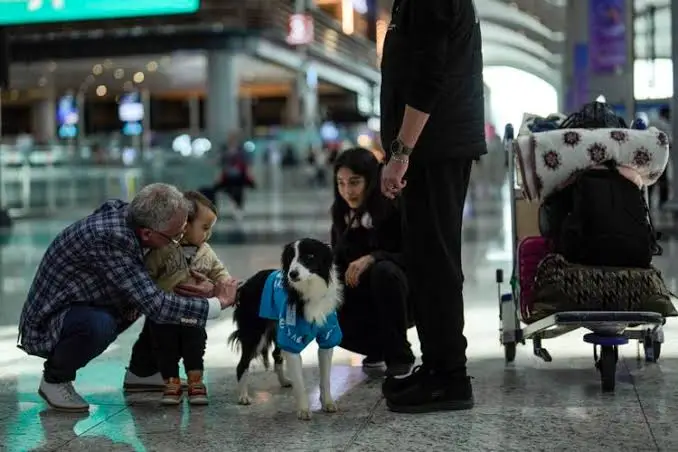 Bandara Internasional Istanbul Tawarkan Anjing Terapis untuk Penumpang