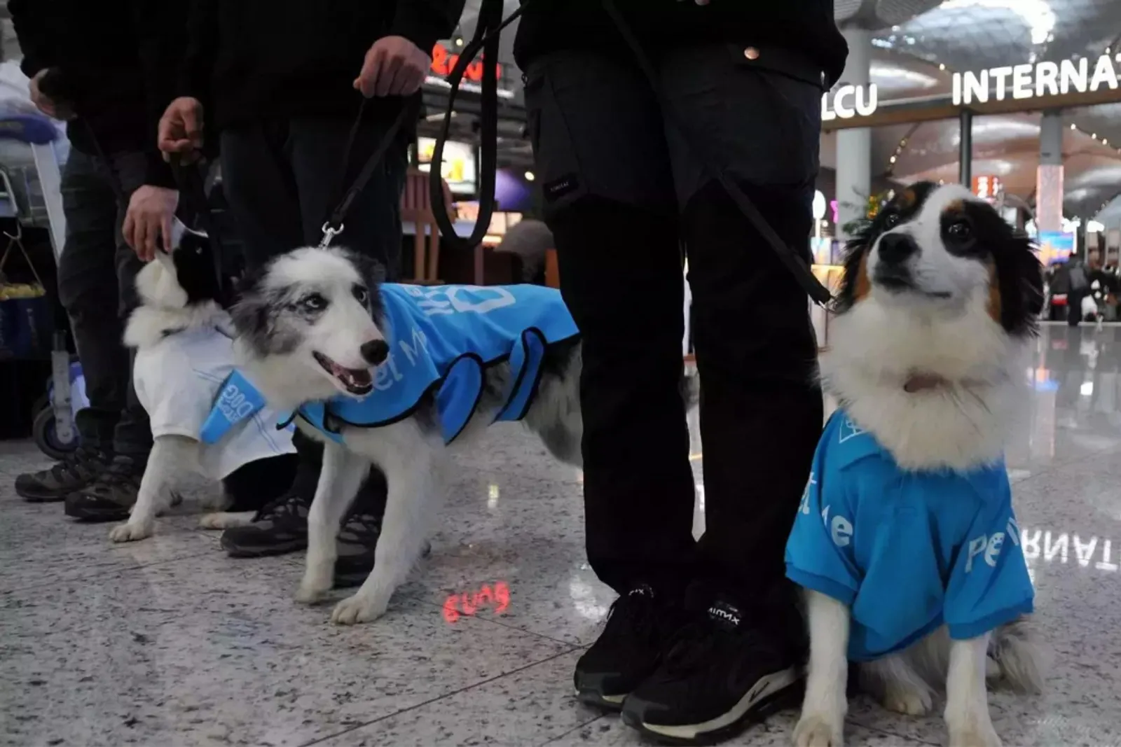 Bandara Internasional Istanbul Tawarkan Anjing Terapis untuk Penumpang