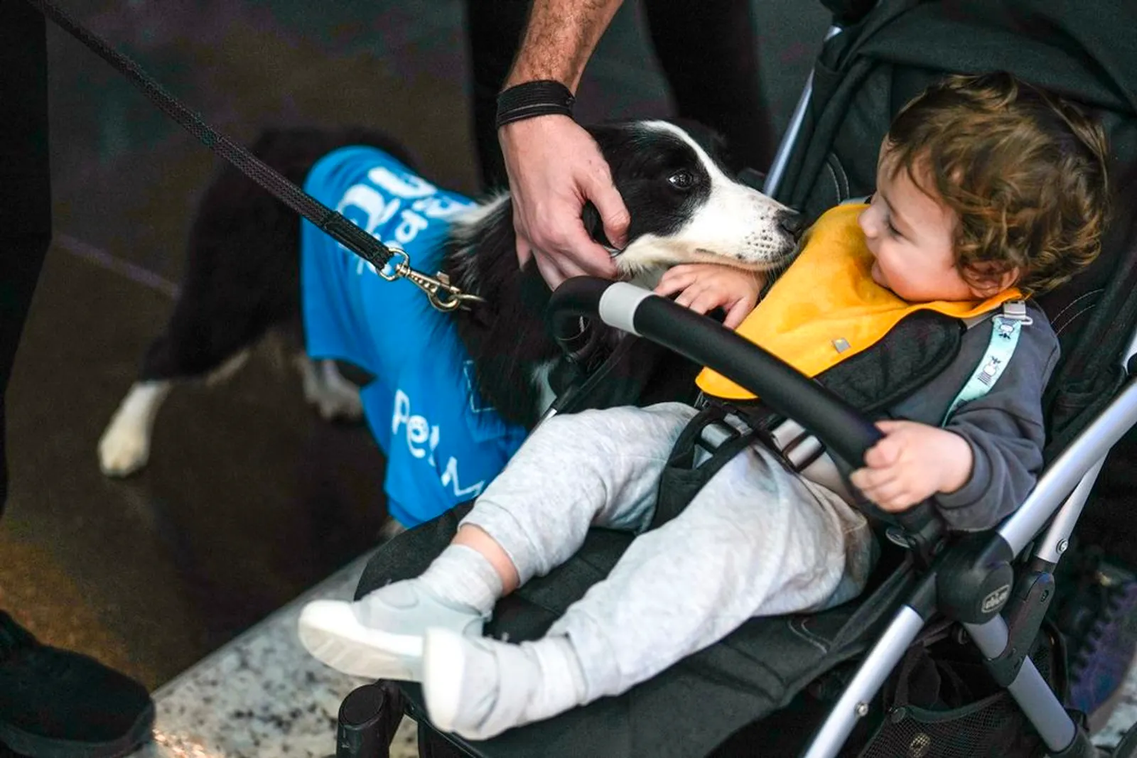 Bandara Internasional Istanbul Tawarkan Anjing Terapis untuk Penumpang