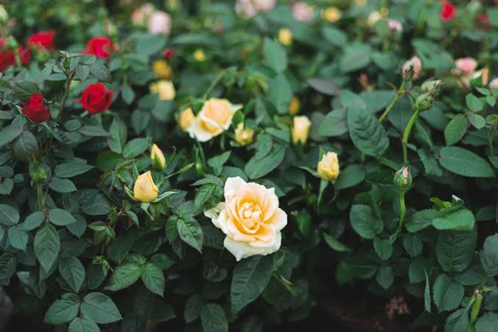 10 Jenis Bunga yang Bisa Dikonsumsi, Ada Geranium Hingga Begonia