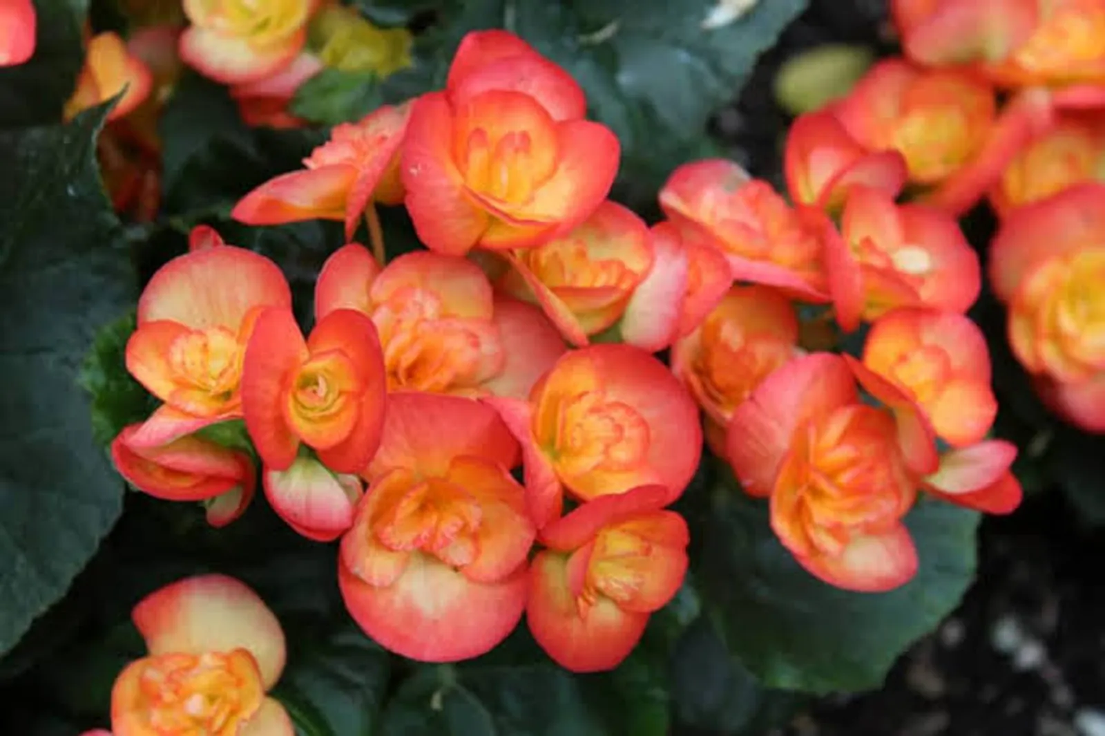 10 Jenis Bunga yang Bisa Dikonsumsi, Ada Geranium Hingga Begonia