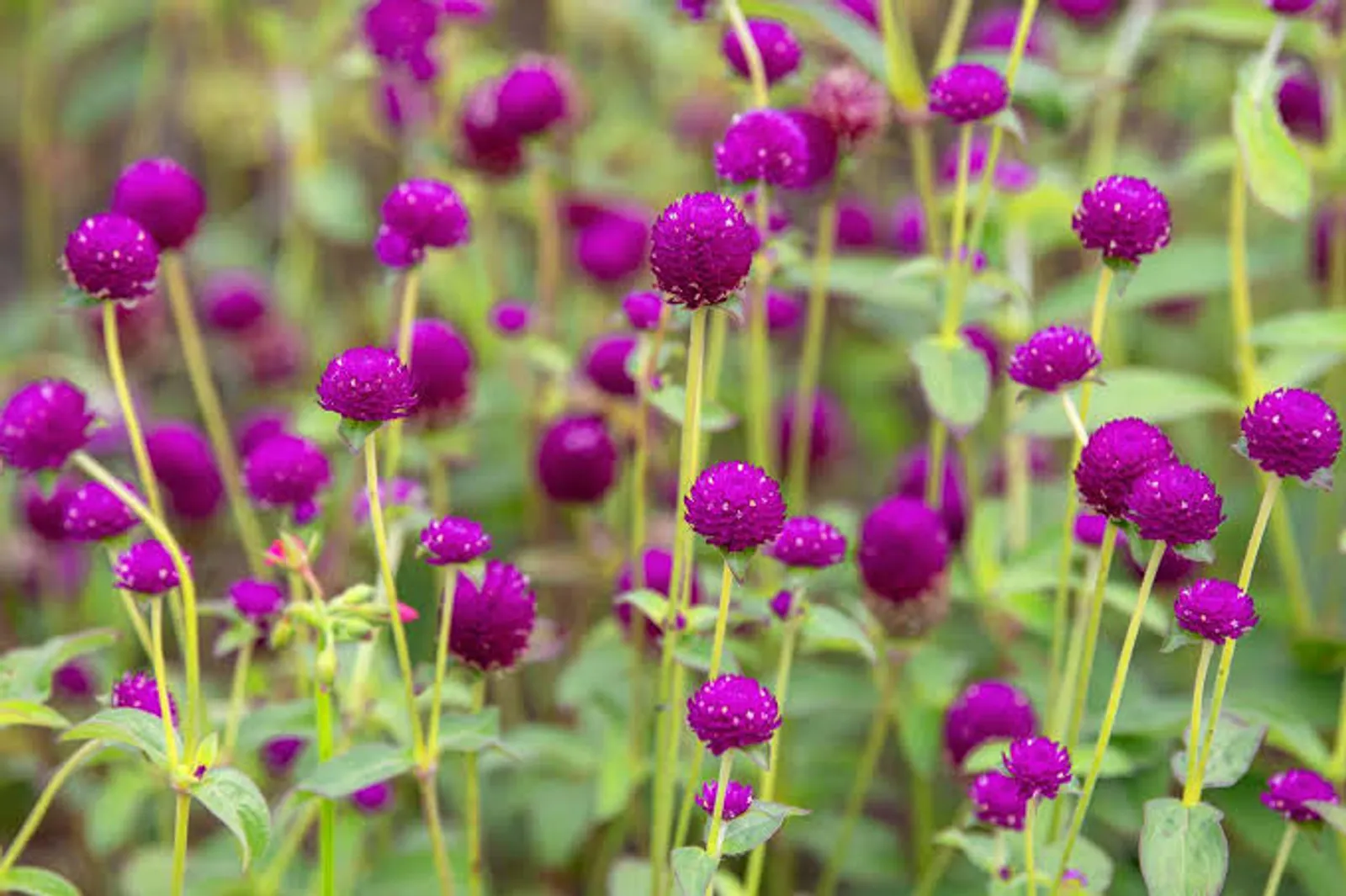 10 Jenis Bunga yang Bisa Dikonsumsi, Ada Geranium Hingga Begonia