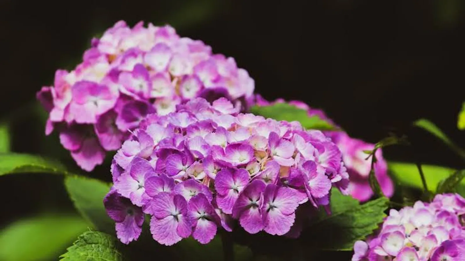 10 Jenis Bunga yang Bisa Dikonsumsi, Ada Geranium Hingga Begonia