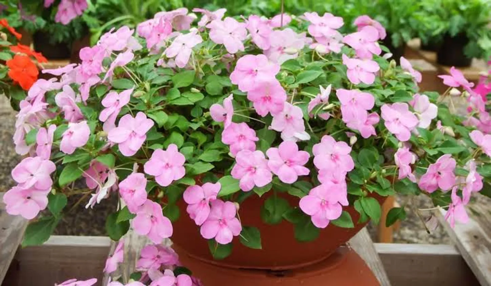 10 Jenis Bunga yang Bisa Dikonsumsi, Ada Geranium Hingga Begonia