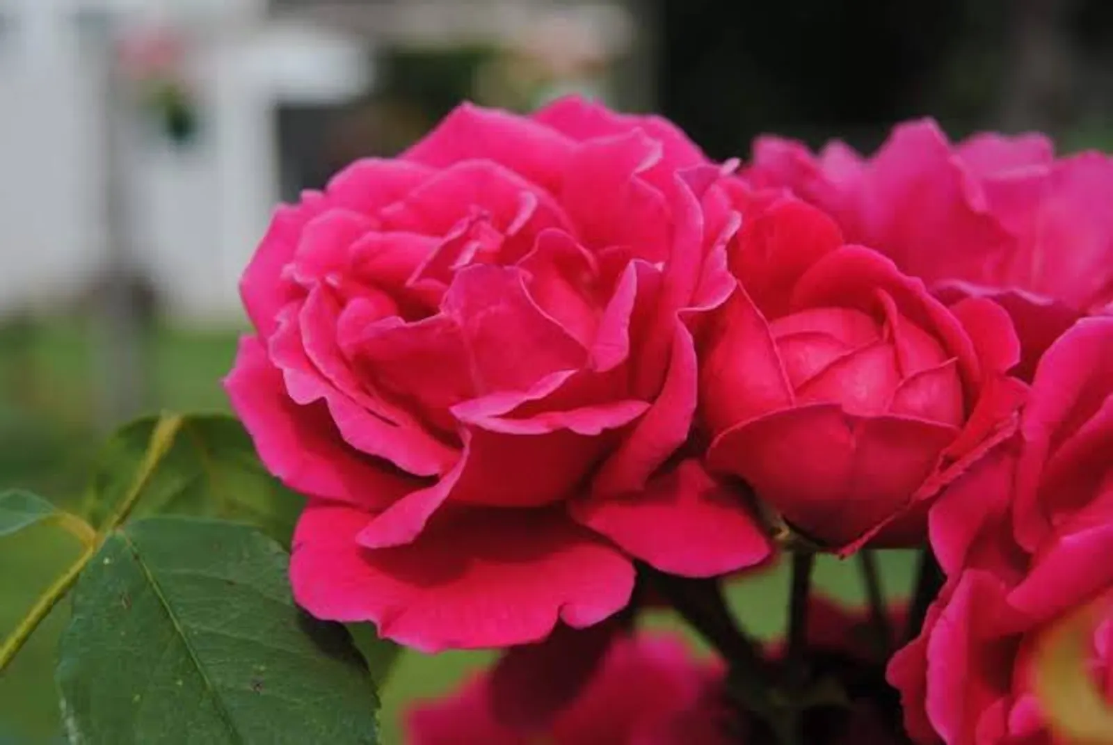 10 Jenis Bunga yang Bisa Dikonsumsi, Ada Geranium Hingga Begonia