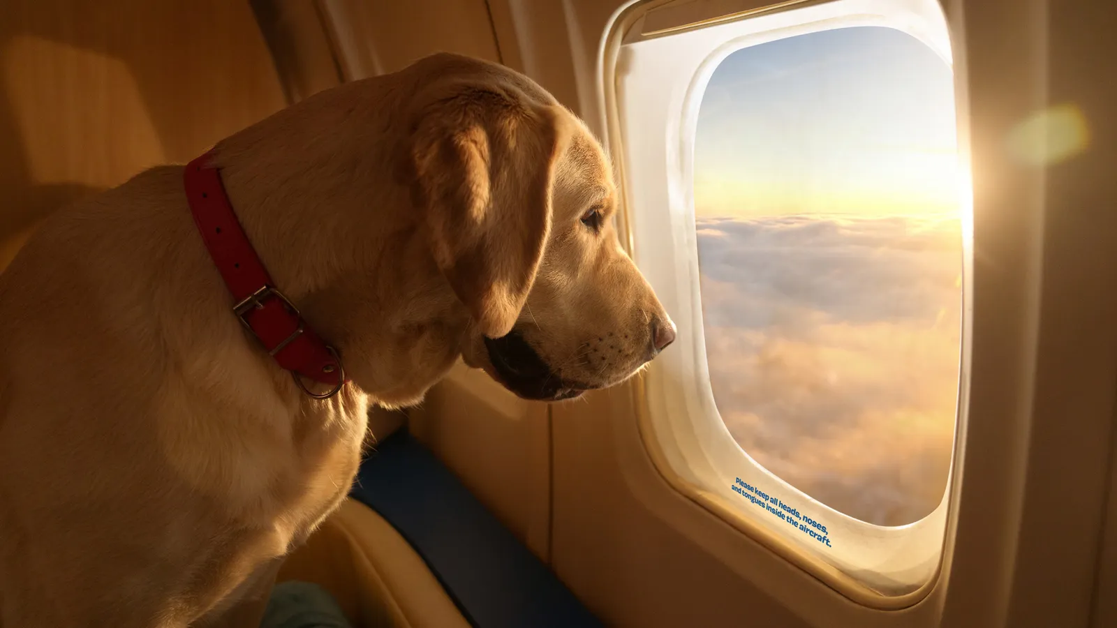 Maskapai AS Tawarkan Penerbangan First Class untuk Anjing