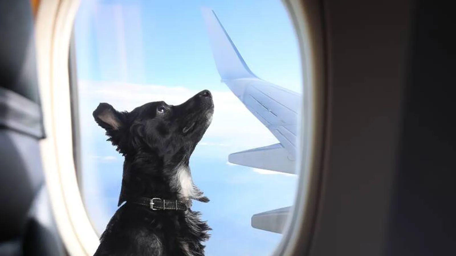 Maskapai AS Tawarkan Penerbangan First Class untuk Anjing