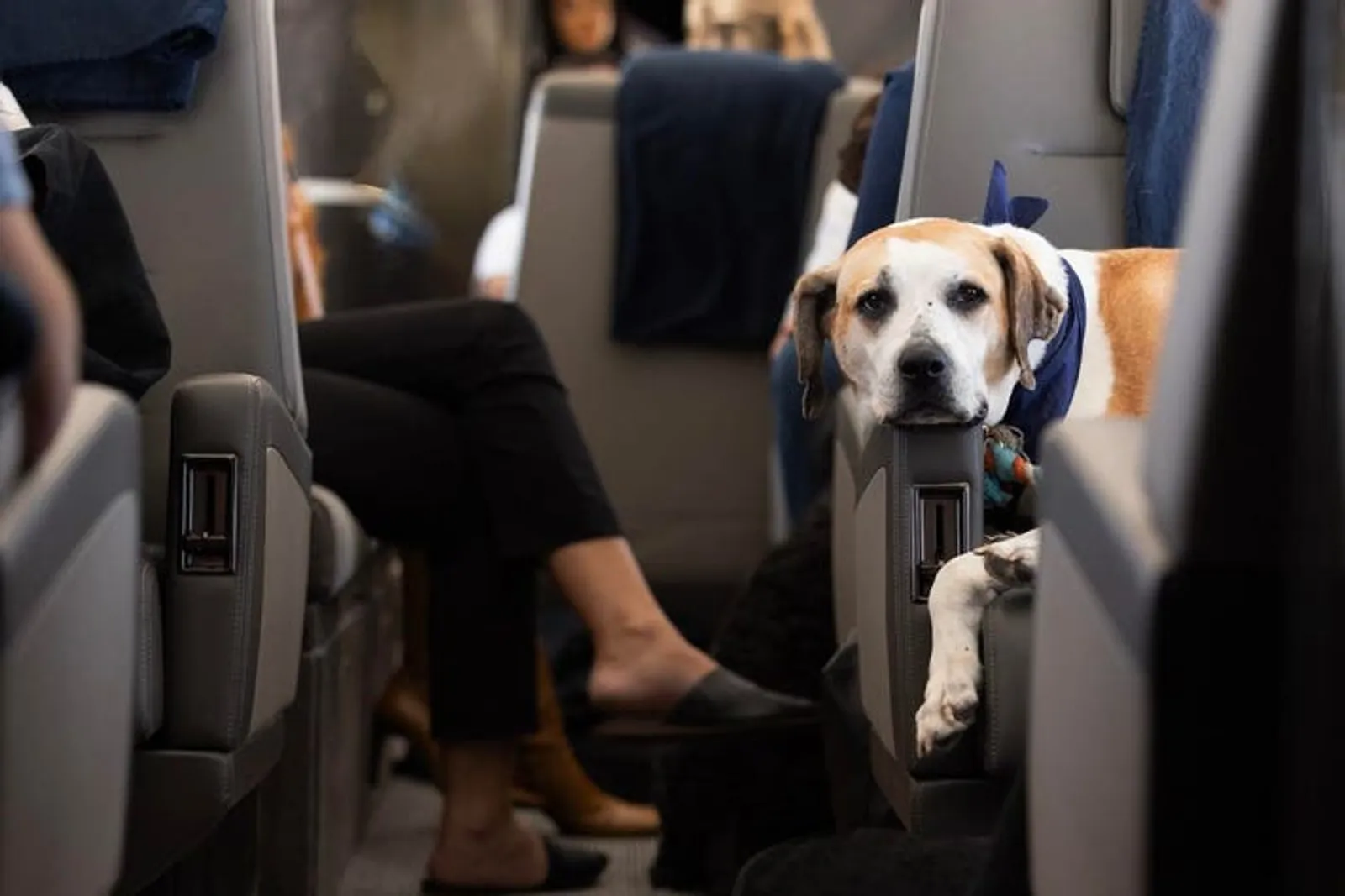 Maskapai AS Tawarkan Penerbangan First Class untuk Anjing