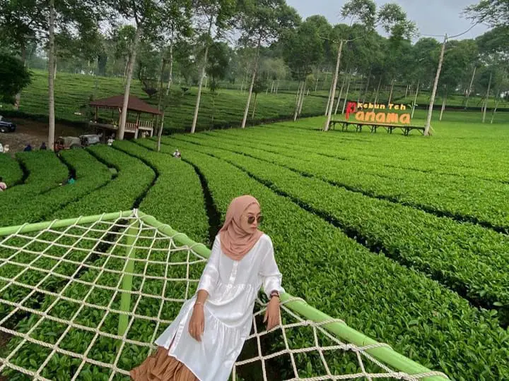 Kebun Teh Panama, Wonosobo: Lokasi, HTM, dan Aktivitas Seru