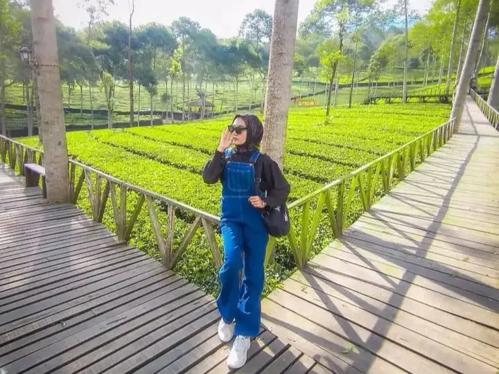 Kebun Teh Panama, Wonosobo: Lokasi, HTM, dan Aktivitas Seru