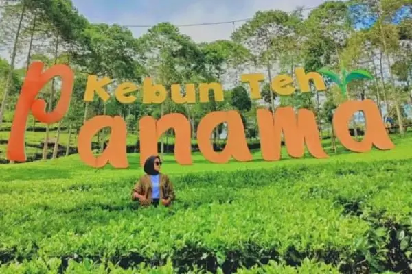 Kebun Teh Panama, Wonosobo: Lokasi, HTM, dan Aktivitas Seru