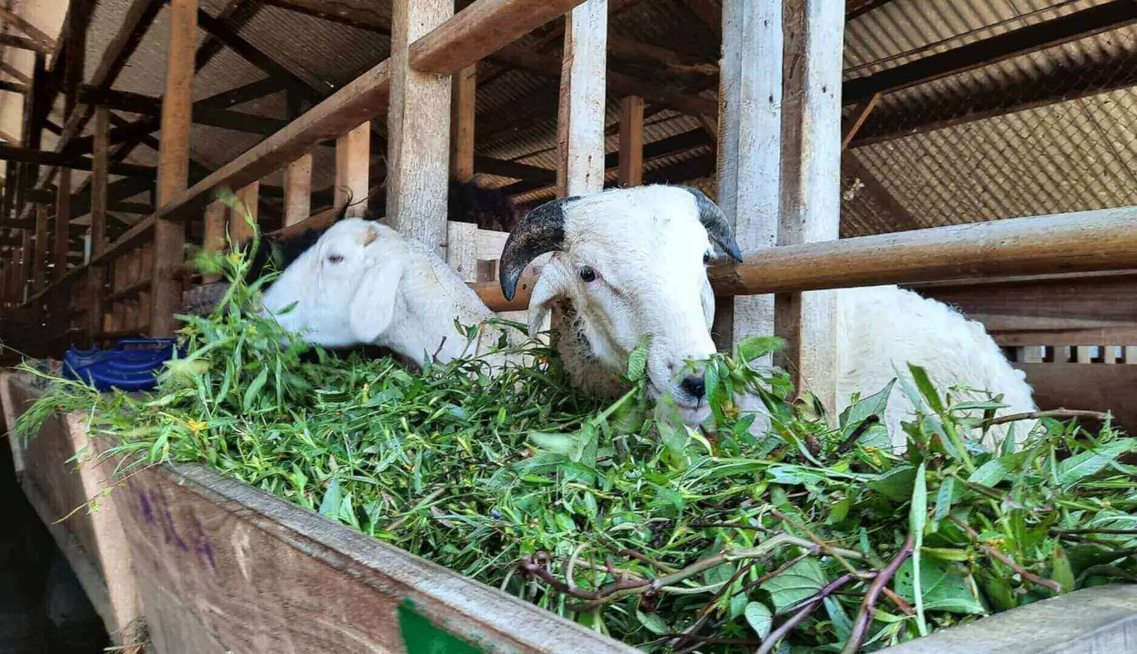 5 Trik Unik Jualan Kurban Menjelang Iduladha, Ada Kambing Berbusana?!