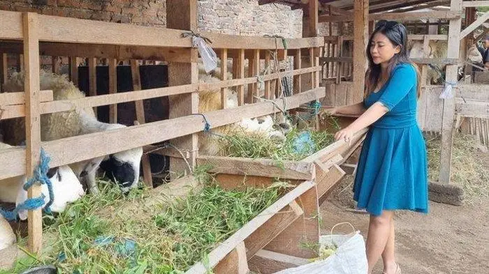 5 Trik Unik Jualan Kurban Menjelang Iduladha, Ada Kambing Berbusana?!