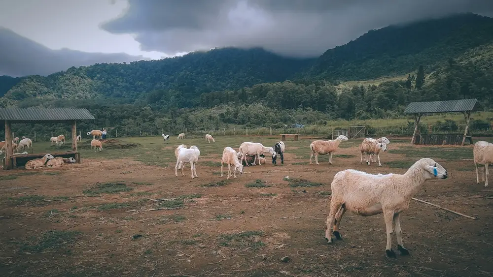 5 Keutamaan Berkurban dalam Islam, Banyak Pahala dan Menghapus Dosa