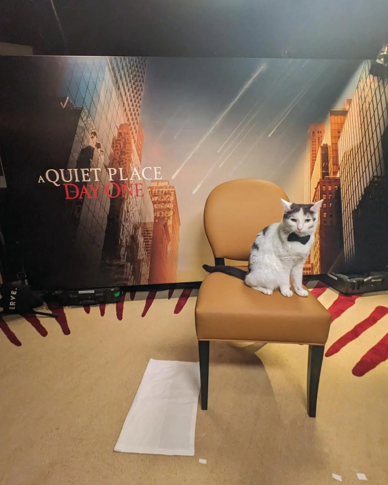 Bukan CGI, Pemeran Frodo 'A Quiet Place' Pakai Kucing Betulan