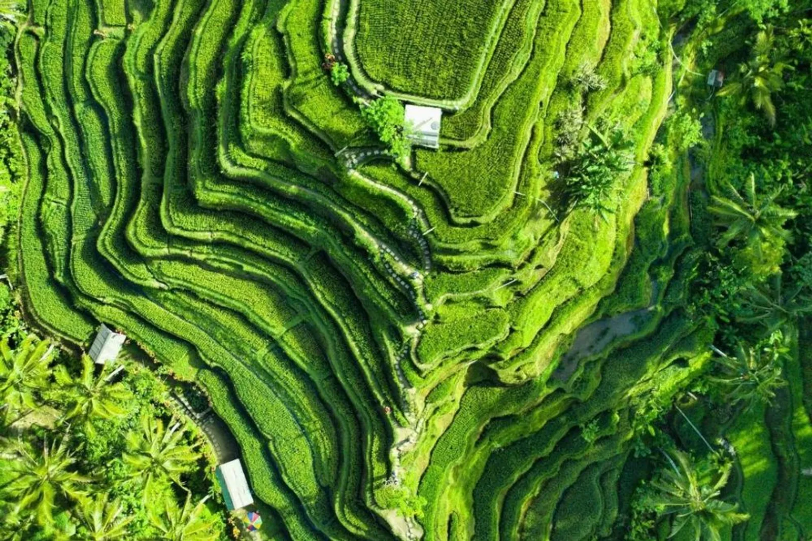 7 Rekomendasi Desa Wisata Bali, Belajar Adat dan Budaya