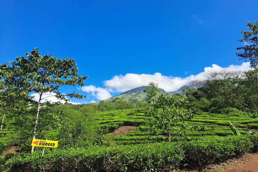 10 Wisata Alam Malang yang Menyejukkan, Lagi Hits!