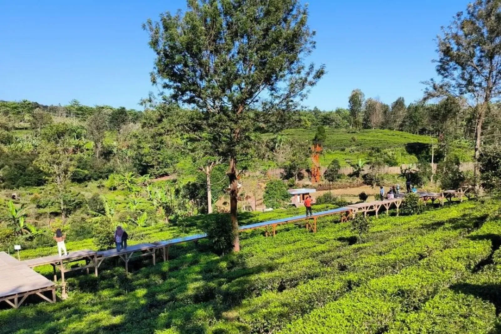 Gunung Mas Tea Bridge: Lokasi, Harga Tiket, dan Daya Tarik