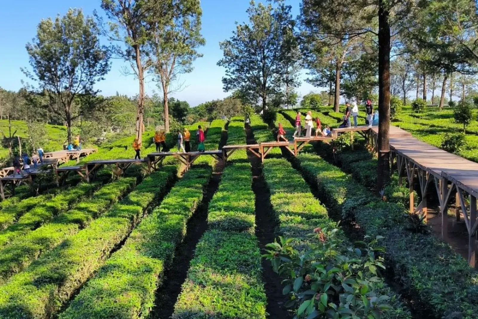 Gunung Mas Tea Bridge: Lokasi, Harga Tiket, dan Daya Tarik