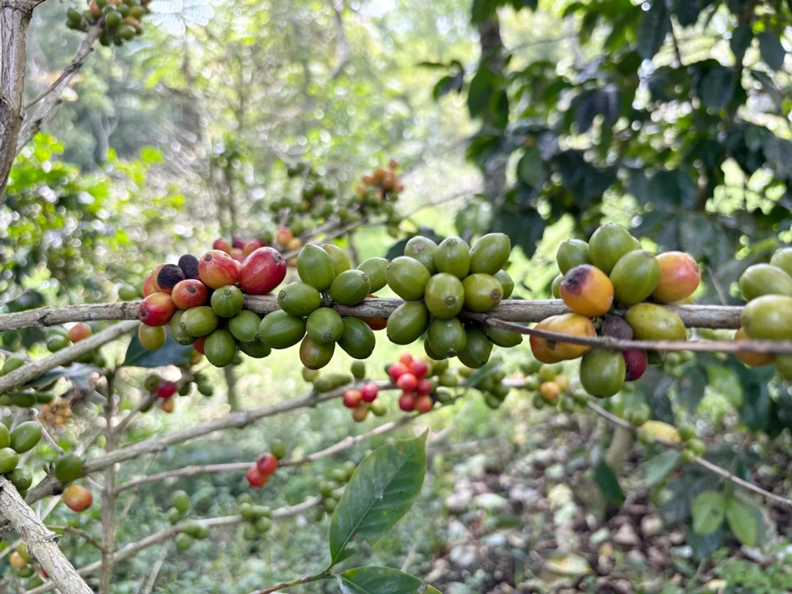 Cerita di Balik Secangkir Kopi Fugol Coffee Roasters